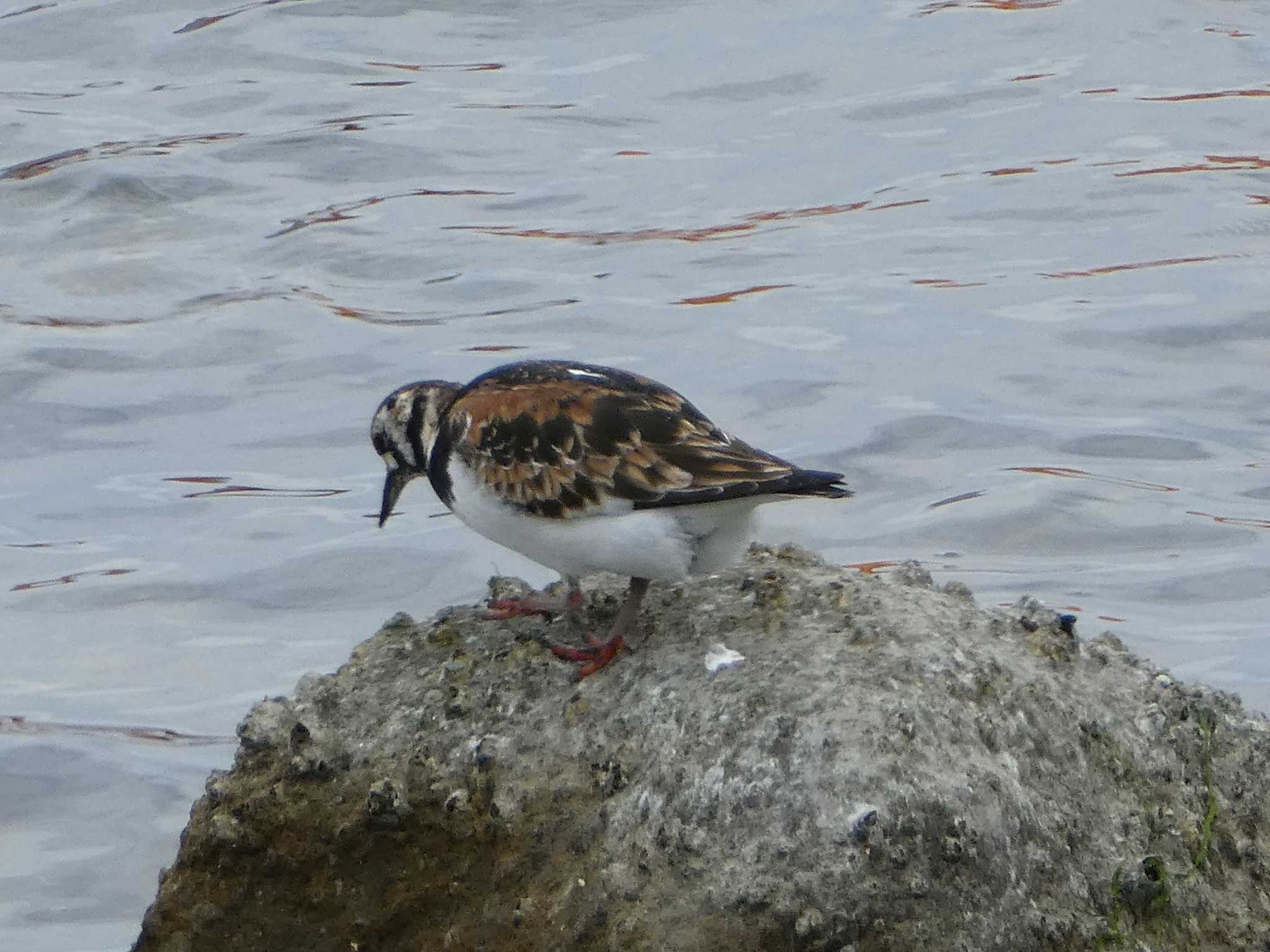 Ruddy Turnstone