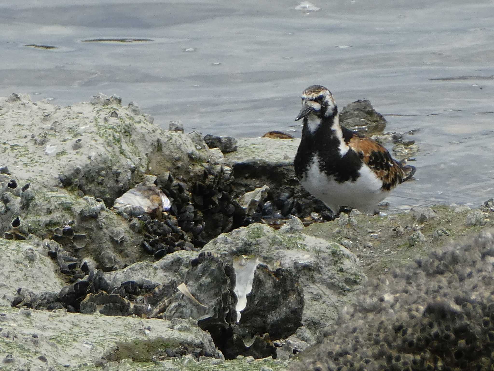 Ruddy Turnstone