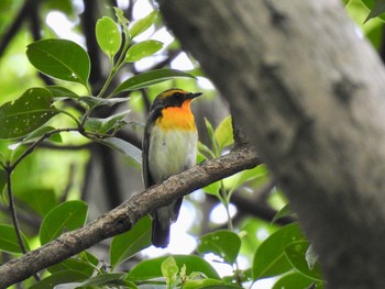 Narcissus Flycatcher Unknown Spots Sun, 5/19/2019