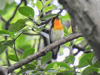 Narcissus Flycatcher Unknown Spots Sun, 5/19/2019