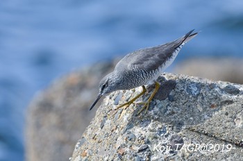 メリケンキアシシギ 新浦安海岸 2019年5月12日(日)