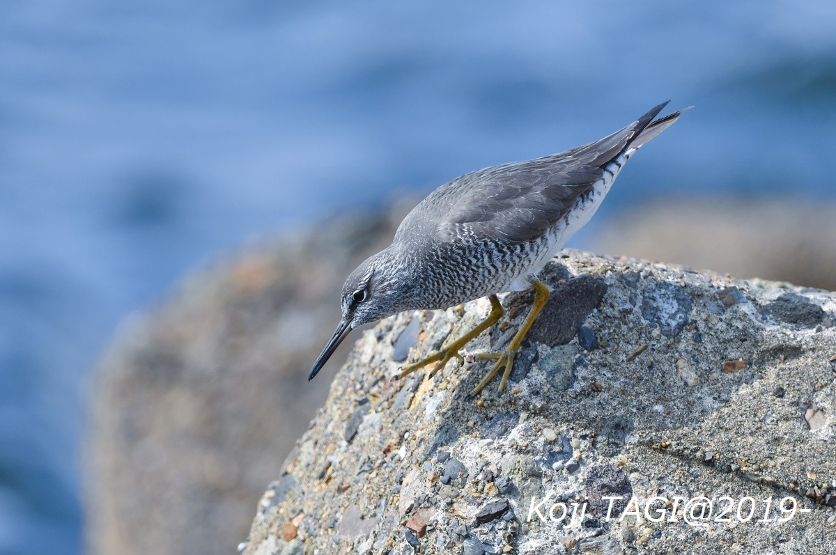 新浦安海岸 メリケンキアシシギの写真 by Koji Tagi