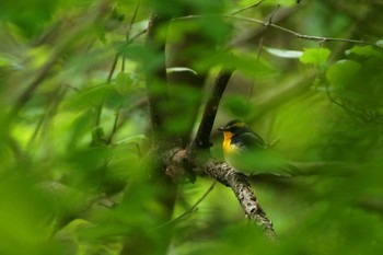 Narcissus Flycatcher Mt. Takao Thu, 5/9/2019