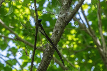 Black Paradise Flycatcher 八王子城跡 Sun, 5/19/2019