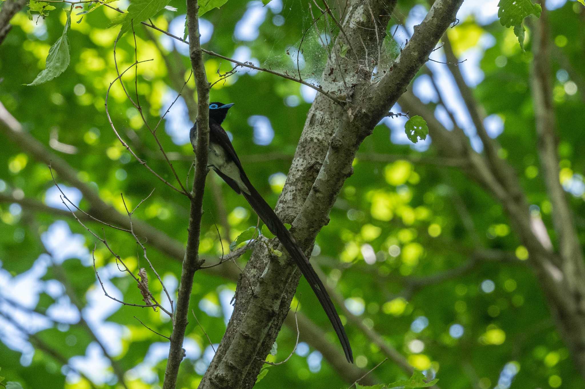 Photo of Black Paradise Flycatcher at 八王子城跡 by auto tama