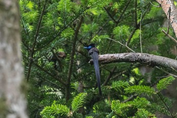 Black Paradise Flycatcher 八王子城跡 Sun, 5/19/2019