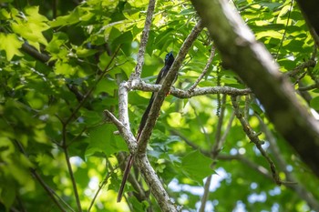 Black Paradise Flycatcher 八王子城跡 Sun, 5/19/2019