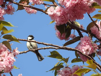 シジュウカラ 札幌 2019年5月19日(日)