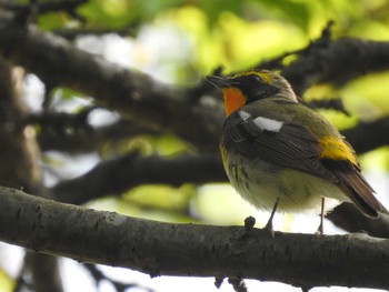 Narcissus Flycatcher 札幌 Sun, 5/19/2019