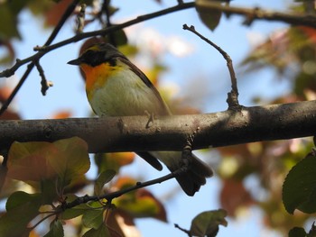 Narcissus Flycatcher 札幌 Sun, 5/19/2019