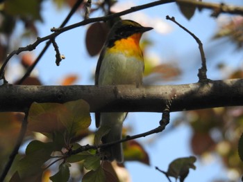 Narcissus Flycatcher 札幌 Sun, 5/19/2019