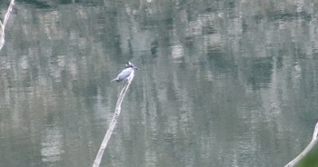 Crested Kingfisher Hayatogawa Forest Road Sat, 5/18/2019