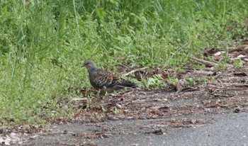 Oriental Turtle Dove Hayatogawa Forest Road Sat, 5/18/2019