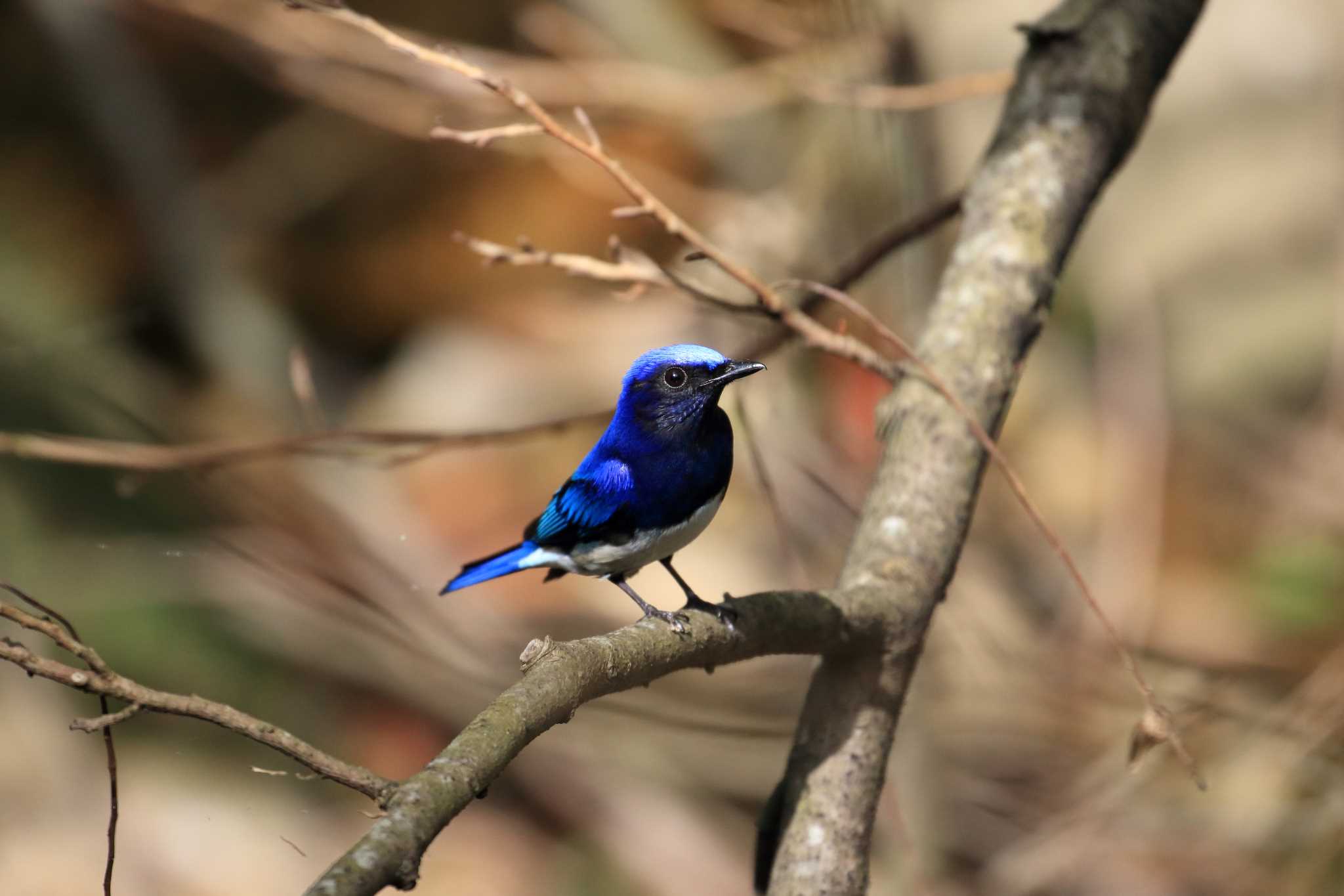 Photo of Blue-and-white Flycatcher at 烏原貯水池 by 明石のおやじ