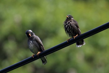 2019年5月19日(日) 烏原貯水池の野鳥観察記録