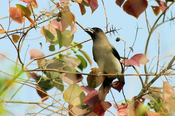 Grey Treepie 台湾高雄 Sun, 1/16/2005