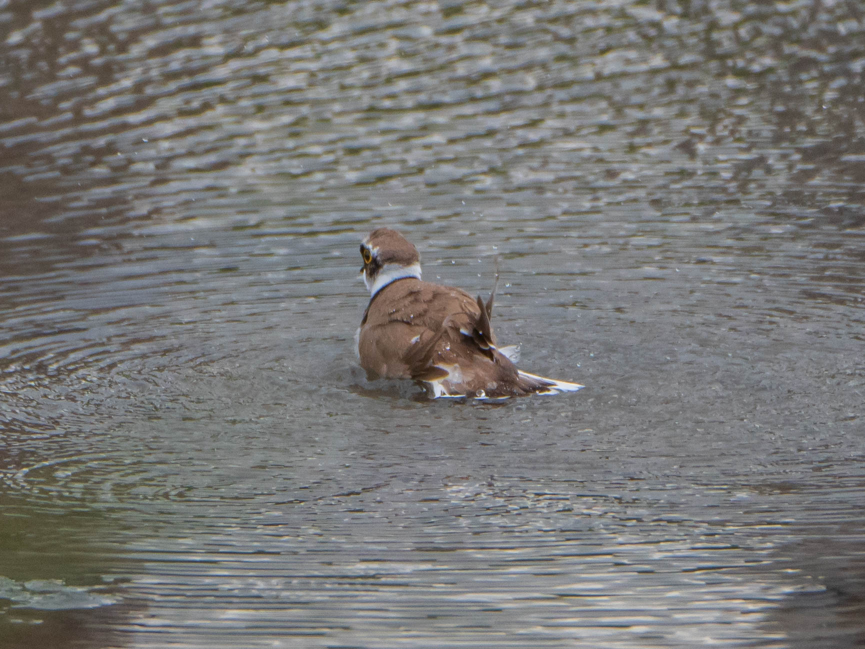 Little Ringed Plover