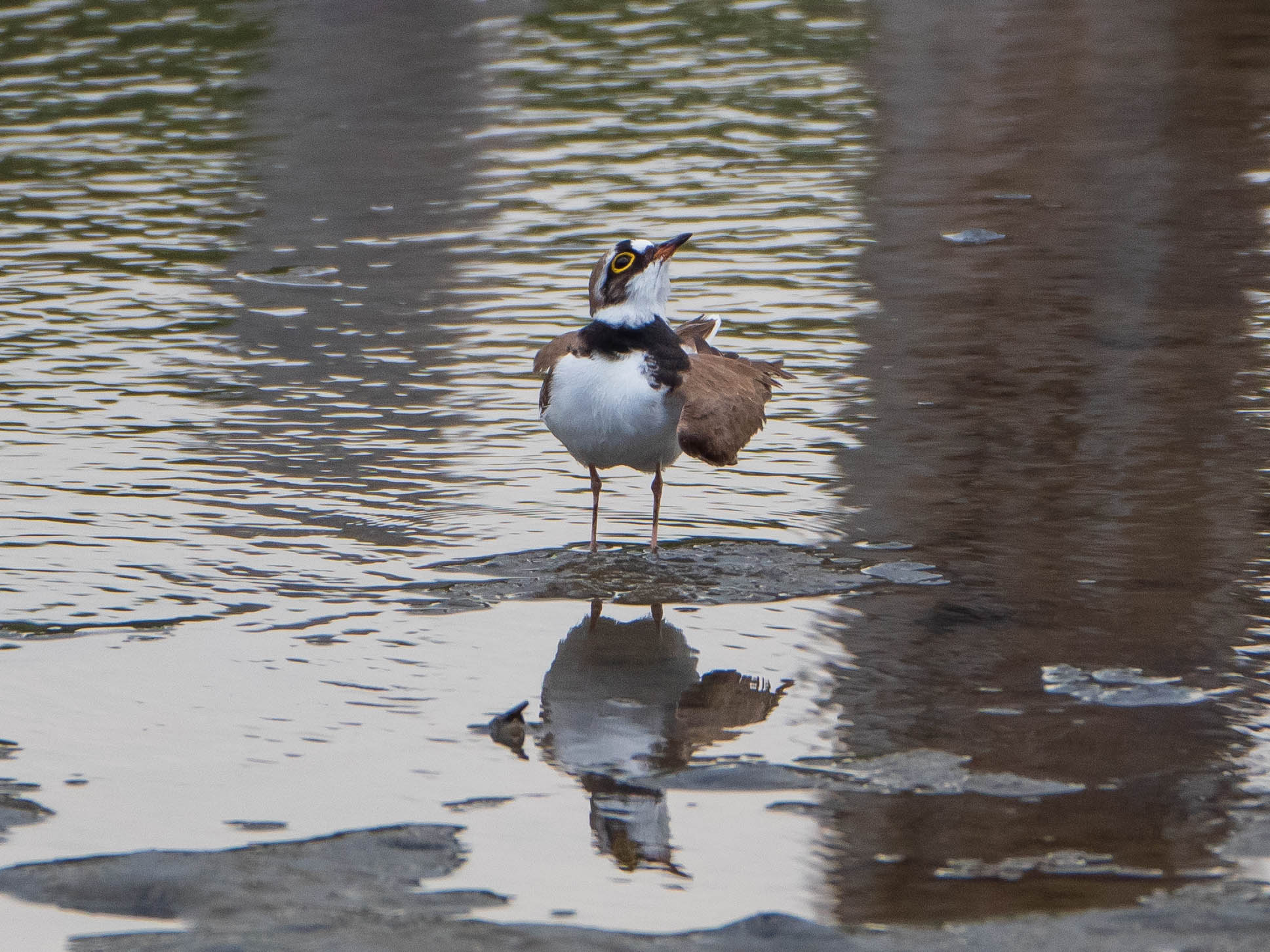 Little Ringed Plover