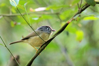 Grey-cheeked Fulvetta 台湾高雄 Sun, 2/27/2005