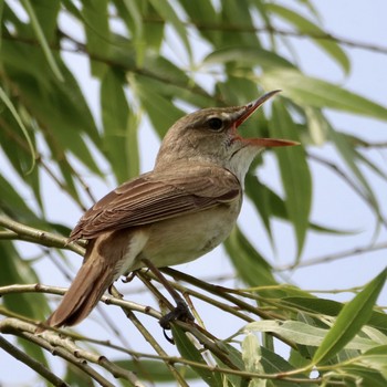 Oriental Reed Warbler 平城宮跡 Sun, 5/19/2019