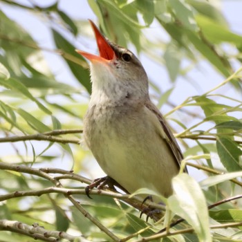 Oriental Reed Warbler 平城宮跡 Sun, 5/19/2019