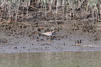 Little Ringed Plover Kasai Rinkai Park Sun, 5/19/2019