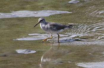 Grey-tailed Tattler Kasai Rinkai Park Sun, 5/19/2019