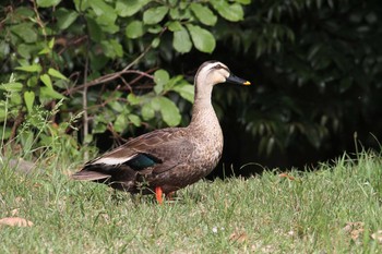 Eastern Spot-billed Duck Kasai Rinkai Park Sun, 5/19/2019