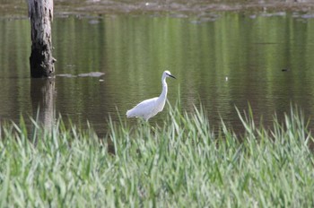 Little Egret Kasai Rinkai Park Sun, 5/19/2019