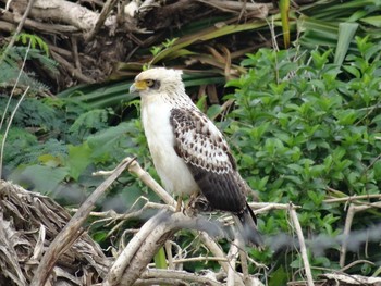 Crested Serpent Eagle Ishigaki Island Mon, 12/25/2017