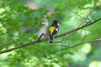 Narcissus Flycatcher 多摩森林科学園 Sun, 5/19/2019