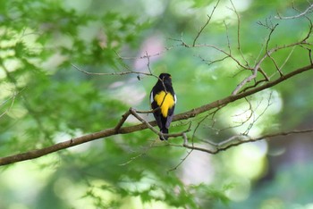 Narcissus Flycatcher 多摩森林科学園 Sun, 5/19/2019