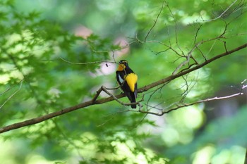 Narcissus Flycatcher 多摩森林科学園 Sun, 5/19/2019