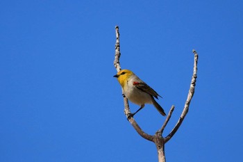 2019年1月5日(土) Puerto Los Cabos (Mexico)の野鳥観察記録