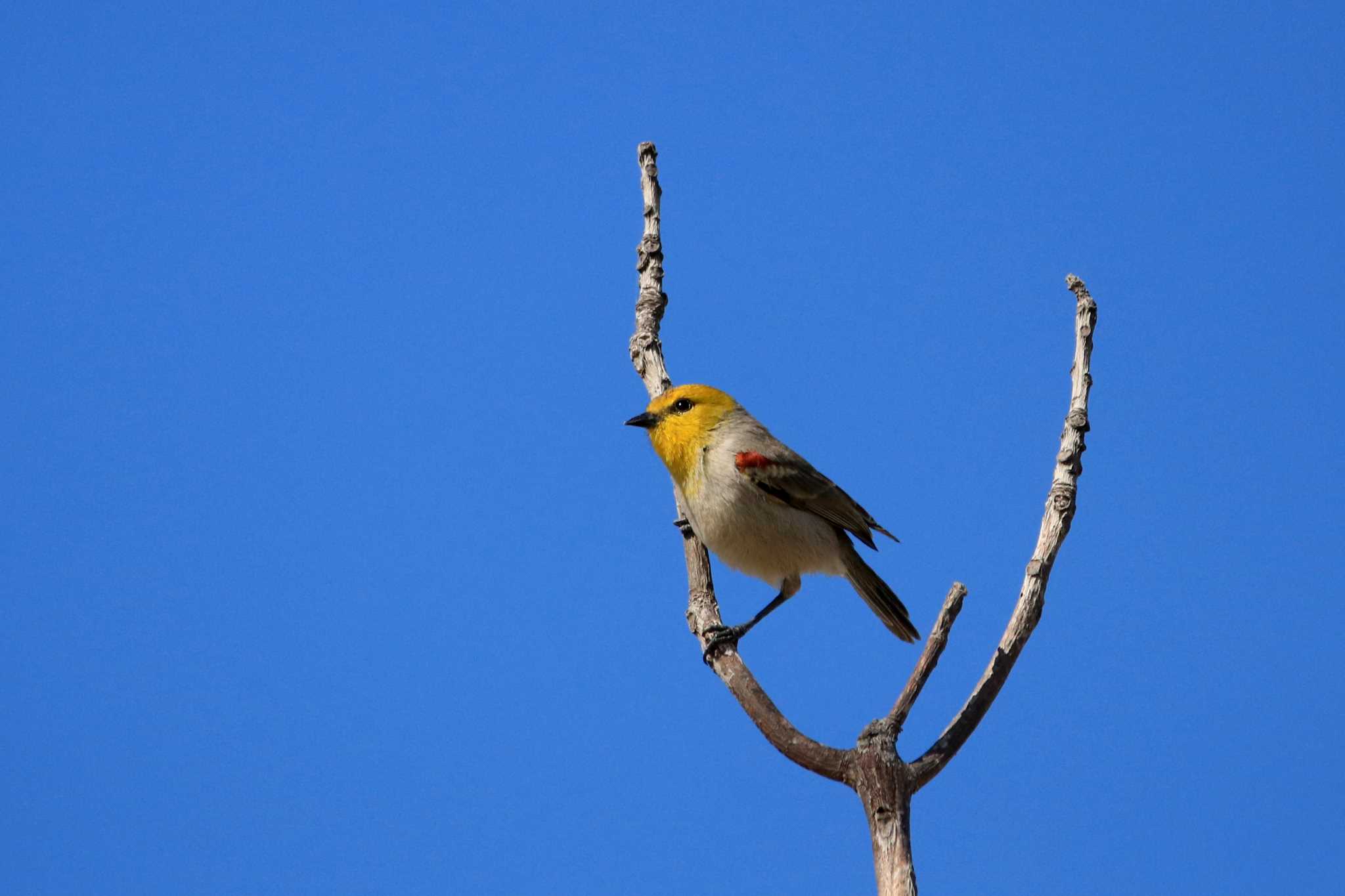 Photo of Verdin at Puerto Los Cabos (Mexico) by とみやん