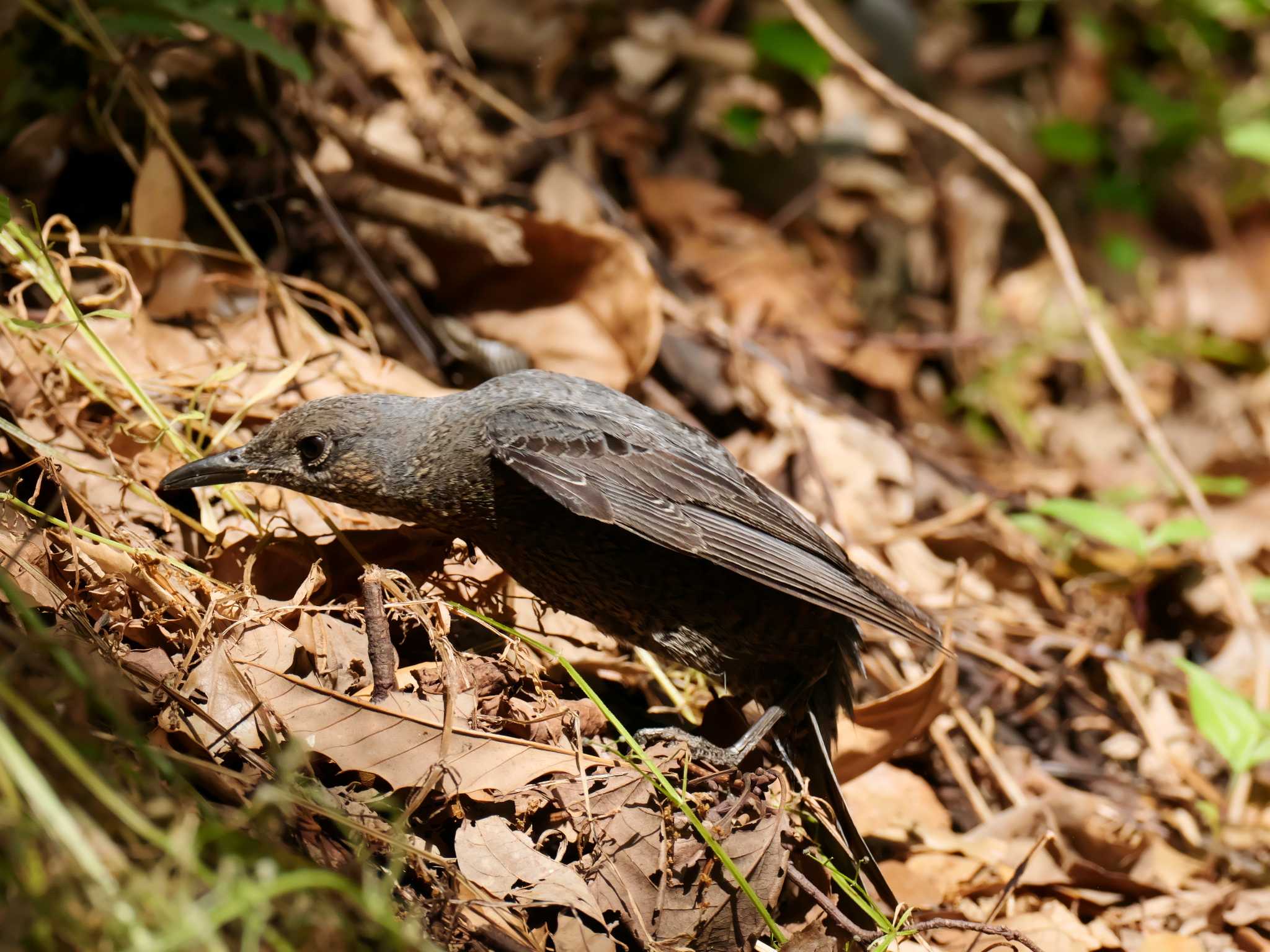 Blue Rock Thrush