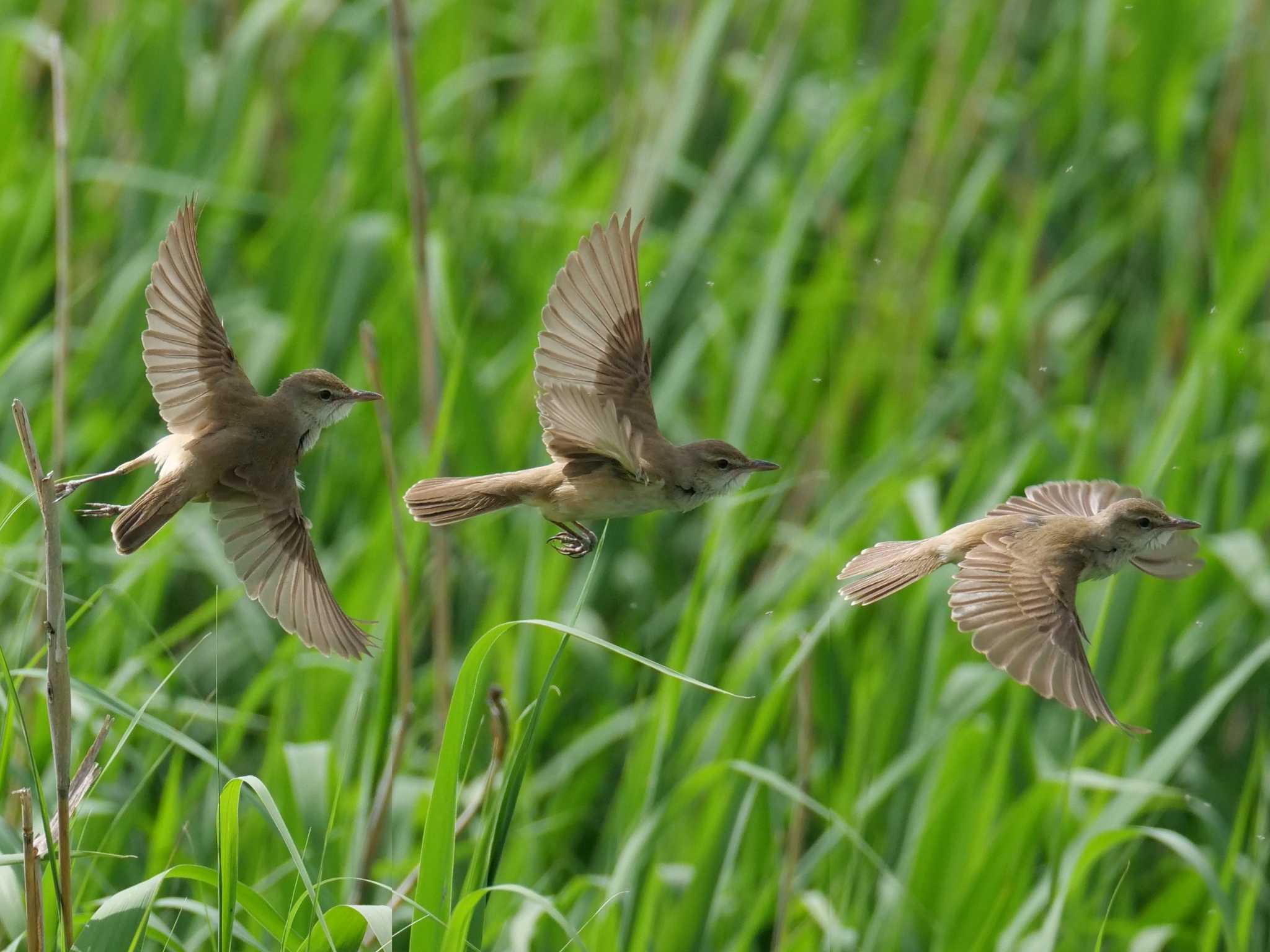 Oriental Reed Warbler