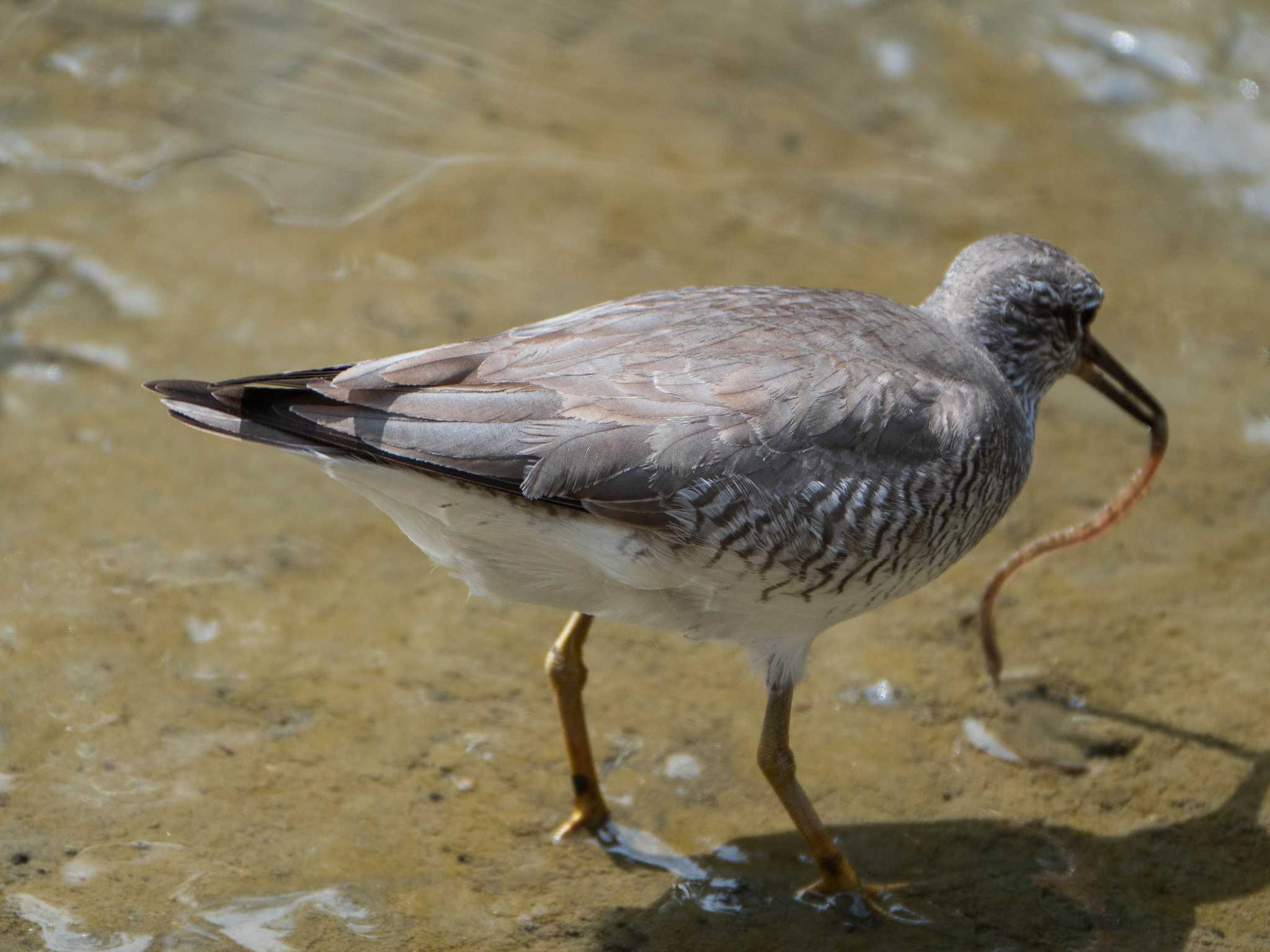 Grey-tailed Tattler