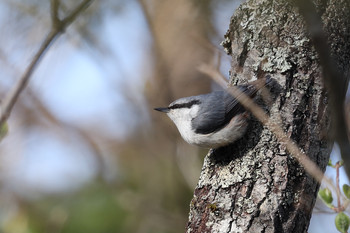 ゴジュウカラ 山梨県 2019年5月17日(金)