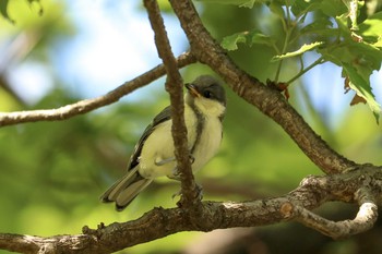 シジュウカラ 三ツ池公園(横浜市鶴見区) 2019年5月17日(金)