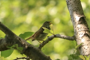 ウグイス 三ツ池公園(横浜市鶴見区) 2019年5月17日(金)