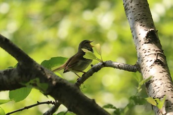 ウグイス 三ツ池公園(横浜市鶴見区) 2019年5月17日(金)