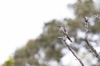 Western Wattlebird Stirling Range NP Thu, 5/2/2019