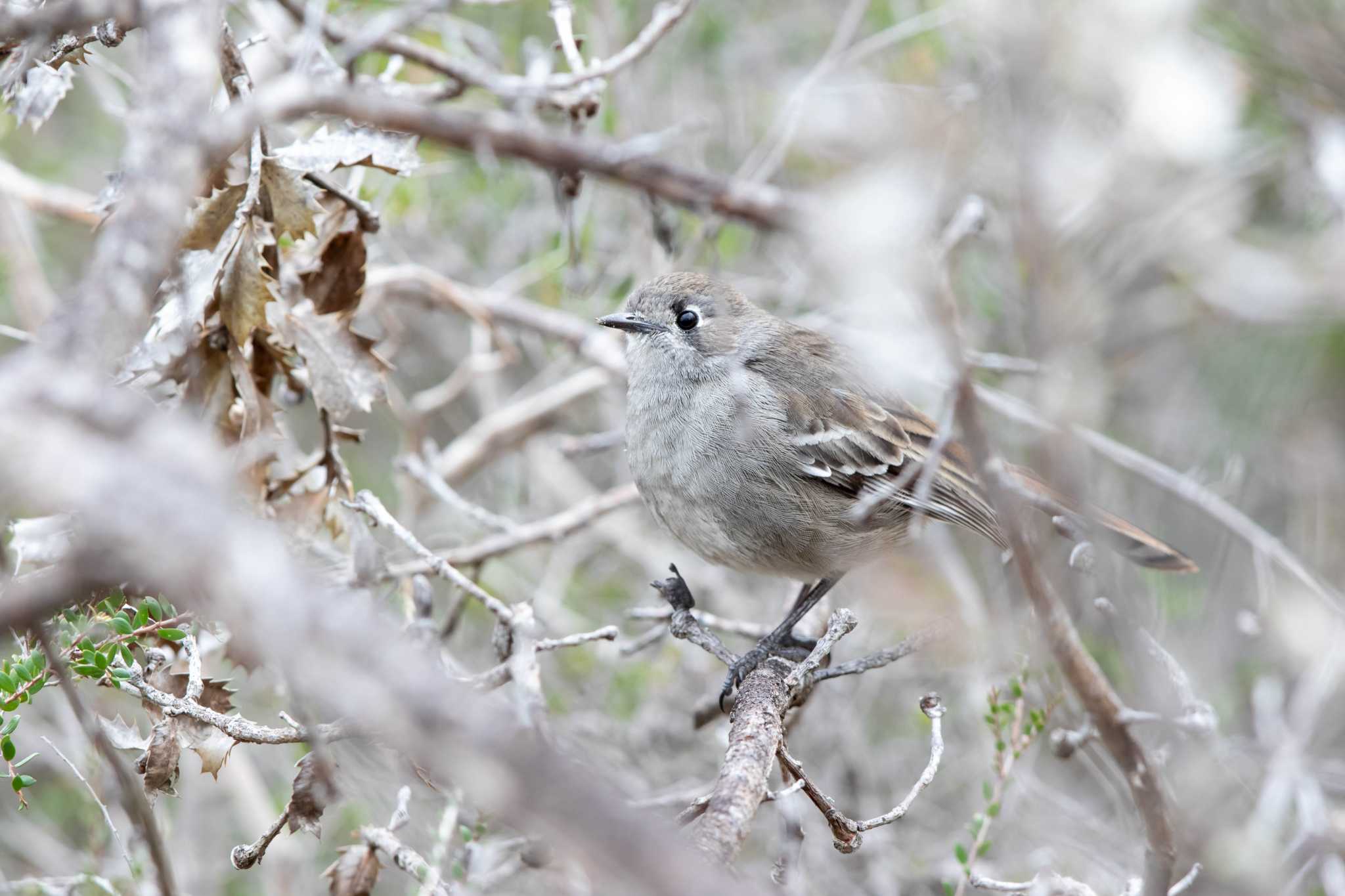 Photo of Southern Scrub Robin at Stirling Range NP by Trio