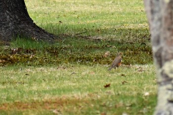 2019年5月10日(金) 北海道　北大演習林の野鳥観察記録