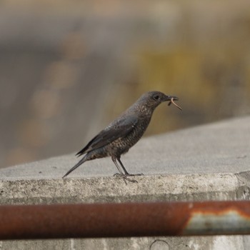 Blue Rock Thrush 渚橋 Sat, 5/18/2019