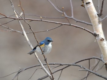 Red-flanked Bluetail 八千穂高原 Sat, 5/4/2013