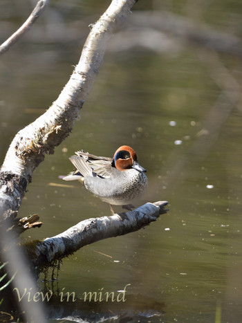 Eurasian Teal Togakushi Forest Botanical Garden Unknown Date