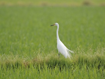 ダイサギ 場所が不明 2014年6月2日(月)