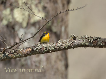 Narcissus Flycatcher Unknown Spots Unknown Date